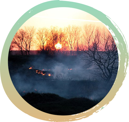 Sparse trees with a sunset showing through from behind. Embers are on a dark uneven ground with smoke steaming above.